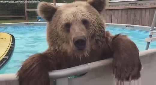 Someone’s having a beary happy summer! Bruiser the bear is beating the Florida heat with his daily dip in the pool. (via Single Vision, Inc.) | Fox News