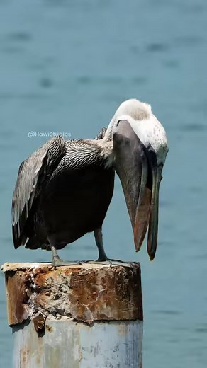 126K views · 806 reactions | Brown pelican calling Wincent WGaSn #bird #nature #wildlife | HAWI Studios | Facebook