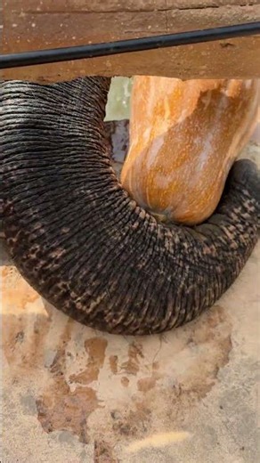 玉梅日常！ 满满的偷感，自带南瓜导航 #偷感十足 #神奇的大象鼻子#太湖龙之梦乐园 #大象