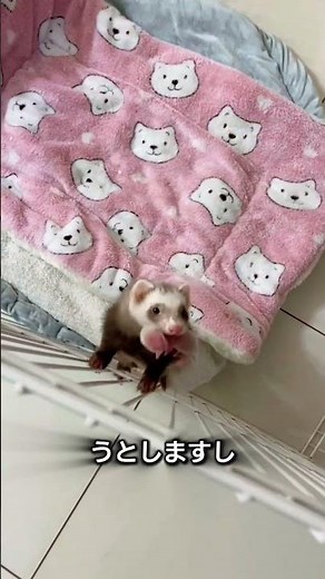 世界一かわいい小さなハンター フェレット