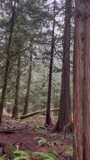 Taking Down a MASSIVE Dead Tree! ⚡ Satisfying Tree Felling!
