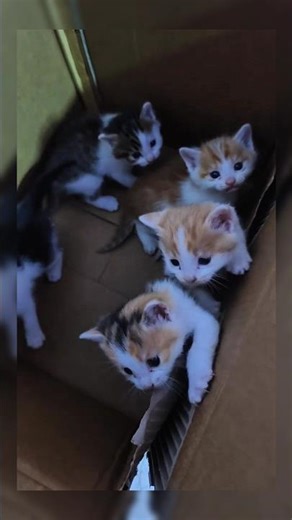 who wants to adopt this kitten #cat #cute #shorts