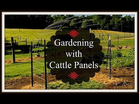 Gardening with Cattle Panels~