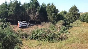 Vail Tree Saw Cedar Time-lapse