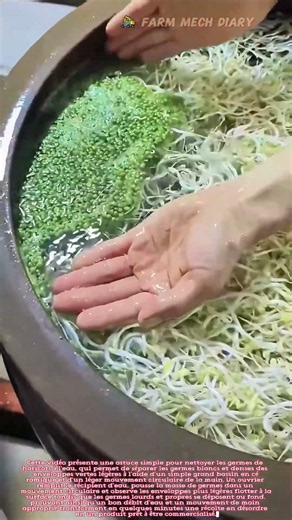 Une astuce pour séparer les germes de haricots de leurs enveloppes en un seul rinçage