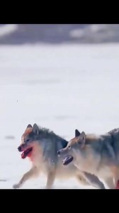 The Yak alone defeated a pack of dozens of wolves | Ocean's Depth