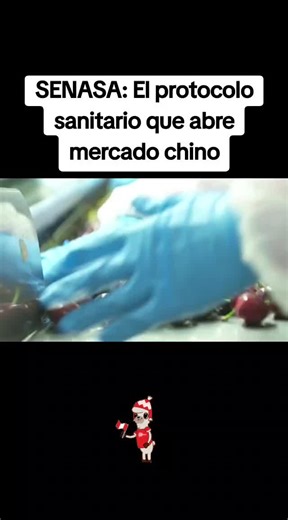 China no abre su mercado a cualquiera. Para exportar fruta fresca se necesita control sanitario, trazabilidad y un protocolo fitosanitario aprobado. En este video explicamos por qué el trabajo de SENASA es clave para que el Perú avance hacia el mercado chino, uno de los destinos más exigentes del mundo en estándares sanitarios. Analizamos qué significa realmente un protocolo sanitario, por qué este paso es estratégico para la agroexportación peruana y cuáles son los retos técnicos y logísticos q