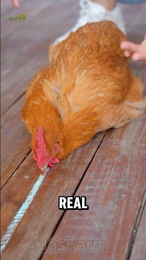 Hypnotizing a Chicken with a Line?! #shorts #chickenHypnosis #jasfarm