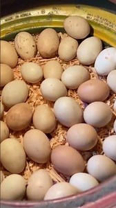 Fantastic idea to hatch Chicks at home
