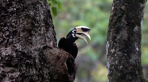 10K views · 515 reactions | Rare images of an oriental pied hornbill family escaping repeated harassment from large predators in Pu'er City, southwest China's Yunnan Province have proved how difficult it is to survive in the wild. Watch the video to see how the bird family tackled danger each time. | CGTN | Facebook