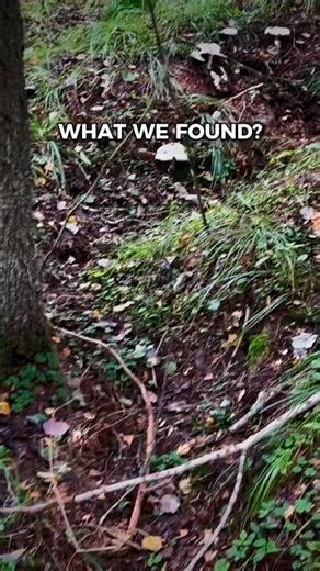 1945 German Positions #metaldetecting #worldwar2 #history #treasuresearch #ww2 #metaldetector #1945