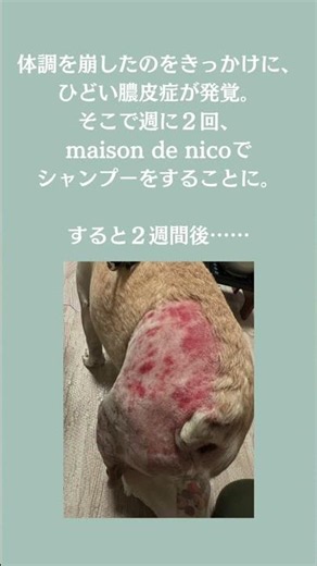 衝撃Before After！ひどい膿皮症が2週間で… #frenchbulldog #ドッグシャンプー #膿皮症 #マラセチア皮膚炎 #ペットのスキンケア #pets