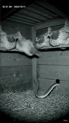 Chicken attacked by snake | Chicken Attack| Snake Videos #animals #wildanimals #wildlife #chicken