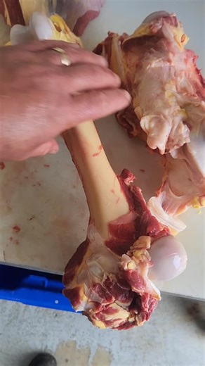 Injuries. Originally I thought it was a broken pelvis from the way it was walking and I could hear a clicking sound as it walked away. It was only a guess when I first came across it and without actually knowing what situation at had gotten into to cause that, that was my diagnosis. But knowing further about what happened it made more sense how thus had happened. All the other primals from this hiefer seemed to cut out ok we only lost the knuckle/round out of this leg and the rump, silverside an