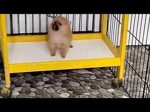 cute pomeranian Puppy barking sounds-the most adorable and cute puppy in the world