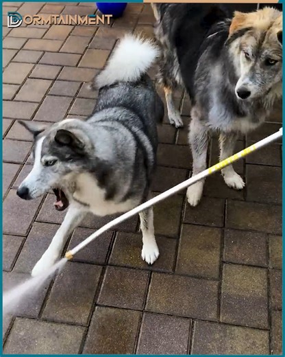 1.2K views · 20 reactions | Fun is all we all need! | Dormtainment | Facebook