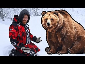 Did I Find Bear Tracks Near Our Cabin? The Truth About Brown Bears in Sweden