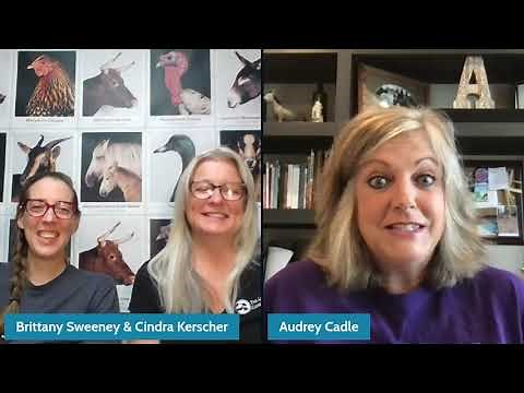 American Mammoth Jackstock Donkey Chat