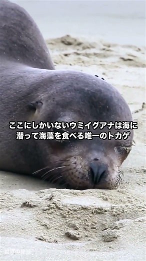 ガラパゴス諸島、動物が人間を怖がらない理由