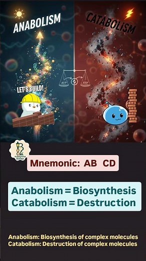 Anabolism and Catabolism|Mnemonic series