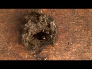 Beekeepers and stingless bee getting bee pollen #honey #beekeeper #beehive #nature #beelove #farm