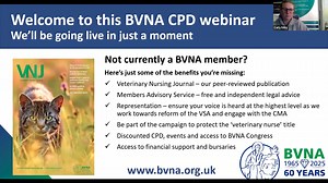 Stress in Cats, Dogs and People Webinar Series. Part 3: Let’s Talk Human Stress in Practice