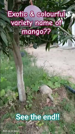 The Scarlet Sweetheart: Tommy Atkins Mango l mango cultivation l colourful exotic variety of mango l