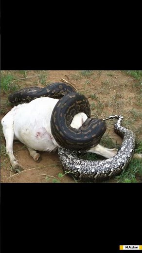 ⚠️ Ce serpent peut avaler un être humain 🔍 À l'intérieur du python le plus puissant du monde🐍