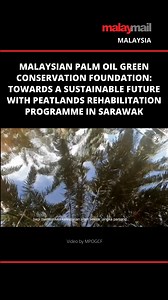 MPOGCF and Sime Darby Plantation hope their peatland restoration model will be an effective strategy for carbon sequestration and nature-based solution to alleviate the climate crisis and biodiversity loss. | Malay Mail
