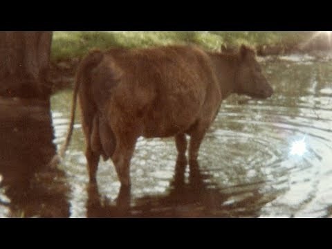 ▶️ Cows Mooing Sound Effect. Cows On The Farm Ambience. Cow Sound Effects. 12 Hours. 🌏