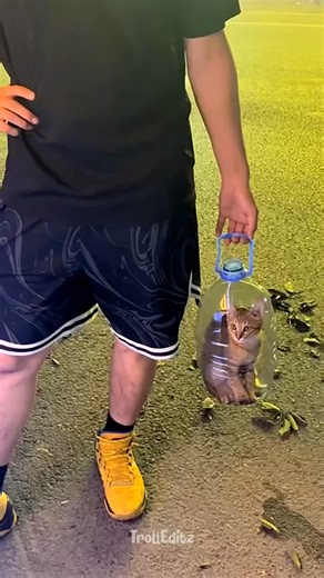 Cats and Humans Bond ♥️ EP20 #viral #cat #catvideos #pets