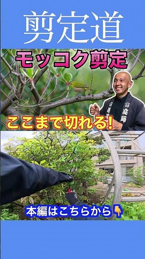 《モッコク剪定》小さくする どんなふうに切るか！！ #剪定方法 #庭作業 #庭木の管理 #モッコク #初心者 #小さくする