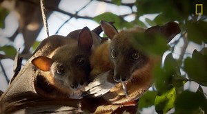 Flying foxes won’t hit the road until every bat is ready to fly - no matter how cranky they get. | National Geographic TV