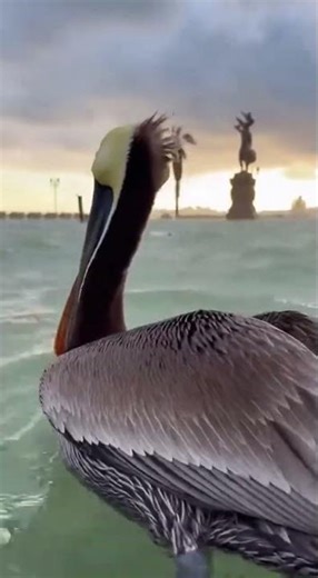 Pelican's Rescue in the Storm