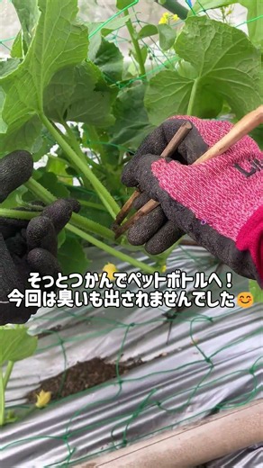 🥒【害虫発見】きゅうりにカメムシが…見つけた瞬間すぐ対処!? #家庭菜園 #きゅうり #カメムシ #害虫対策 #害虫駆除 #農業 #UNELOVE #畑仕事 #野菜栽培 #家庭菜園ライフ #菜園