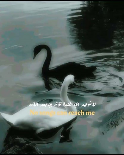 Black Swan (BTS) song with English lyrics #songs #translation #bts #army #bts_official_bighit #ta...
