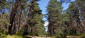 Redwood Lumber vs Douglas Fir Lumber | DoItYourself.com