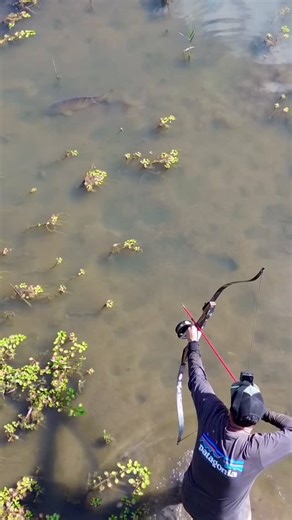 Colby Lesko Fishing on Instagram: "Headshots under the drone #bowfishing"