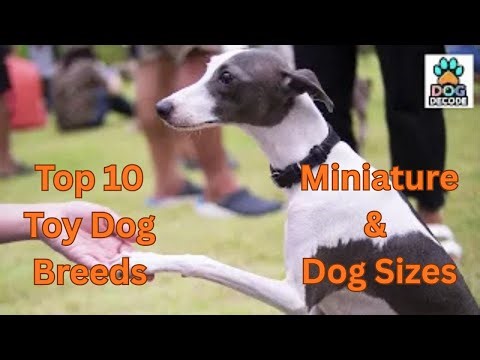 Top 10 TOY DOG BREEDS Miniature & Dog Sizes - Dog decode #pets #tinydogs #top #dogfacts #smalldog