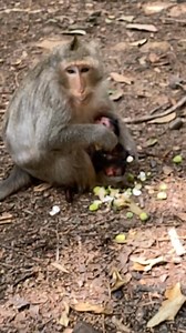 2.3K views · 81 reactions | Baby monkey just born #newborn | American Wildlife | Facebook