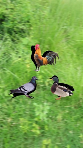 56K views · 884 reactions | Super shadow challenge  #trendingreel #puzzle #Amazing #shadow #superchallanges | Tahmina's vlog | Facebook