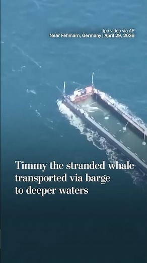 Timmy the stranded whale transported via barge to deeper waters