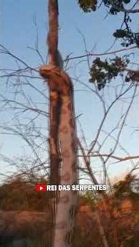 I've never seen a boa constrictor climbing a tree! #boa