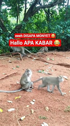 TEMPAT MONYET YANG VIRAL DI KAWASAN SUAKA MARGASATWA MUARA ANGKE JAKARTA UTARA