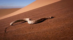 Austrálie a Afrika jsou světem extrémů, kde je těžké přežít. Od pouští, přes džungle, až po větrné ostrovy však těmto prostředím dominují jako špičkoví predátoři hadi. Přizpůsobení se extrémním podmínkám je tajemstvím úspěchu života. 🐍 ➡️ Australský dokumentární seriál Extremní hadi sledujte dnes ve 21.10 na Prima ZOOM. | Prima ZOOM