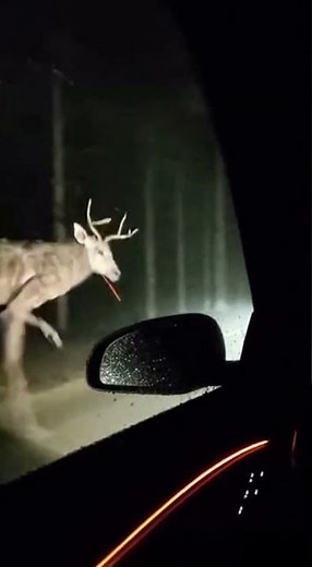 weird deformed deer or bad transformation from a demon #scary #weirdcore