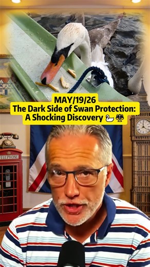 The Dark Side of Swan Protection: A Shocking Discovery 🦢⚖️ #wildlife #swanfacts #natureinvestigation #conservation #animalrights #fyp #awareness #swan #bruceunfilteredworld #news #debates #breakingnews #foryou #greenscreen #viral #tiktok #humor #politics #fypシ #opinion