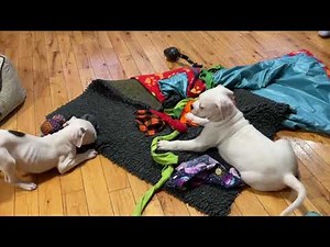 American Bulldog Puppies Playing