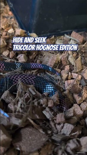 This digging technique is pure snake genius #reptiles #hognose #snake