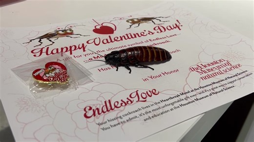 This Valentine's Day, give the gift of roaches